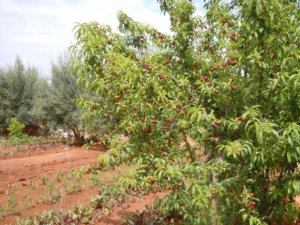 טרודאנט Riad Jnane Ines מראה חיצוני תמונה